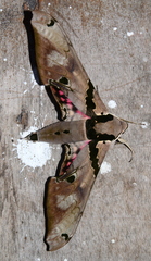 Smerinthini
