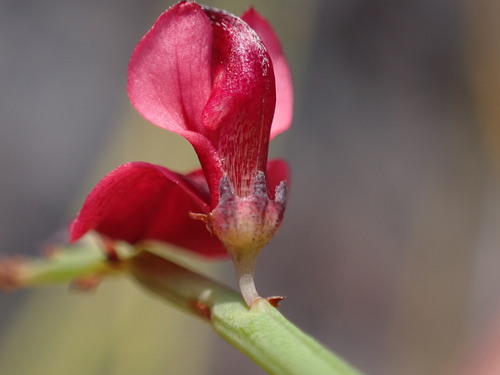 Image of Indigofera gifbergensis by (c) Ren Hoekstra, some rights reserved (CC BY)