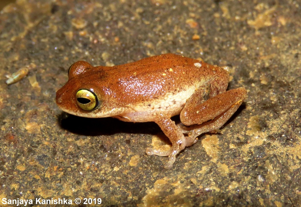 Golden Shrub Frog