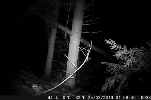 Barred Owl photographed in New Hampshire
