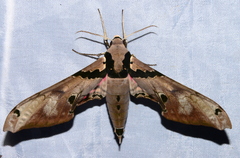 Smerinthini