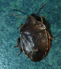 Holcostethus tristis