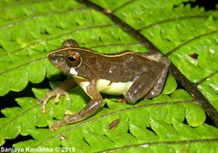Pseudophilautus procax