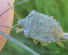 Euschistus conspersus