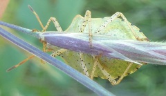 Euschistus conspersus