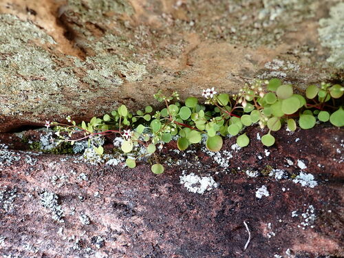 Crassula dentata