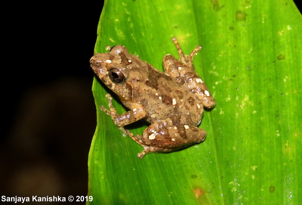 Forest Shrub Frog