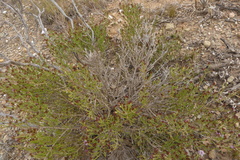 Stoebe rugulosa