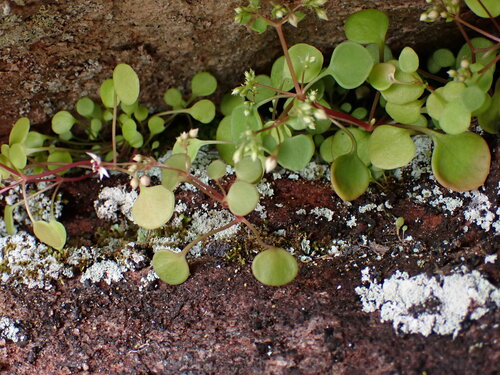 Crassula dentata
