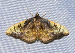 Pantographa