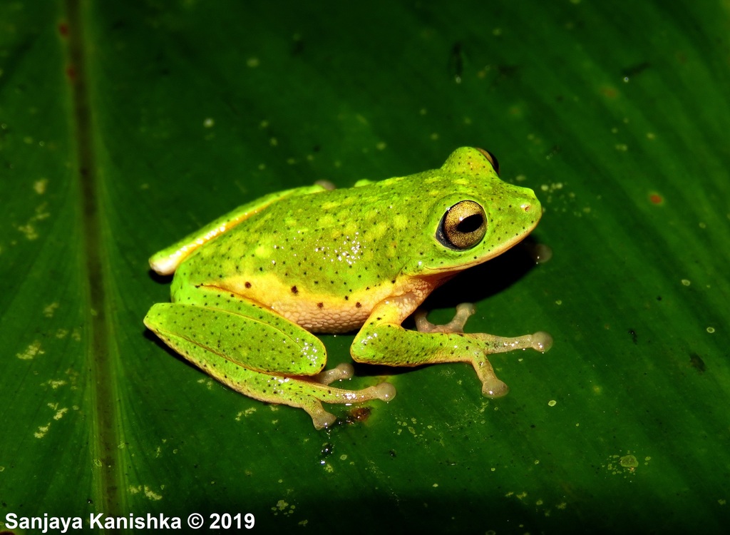 Handapan Ella Bubble-Nest Frog
