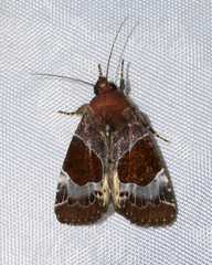 Hampsonodes mastoides