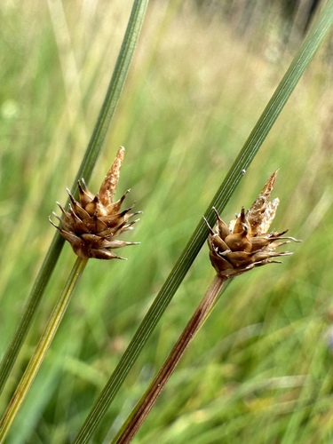 Image of Carex capitata by (c) Matt Berger, some rights reserved (CC BY)