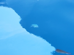 Abudefduf abdominalis