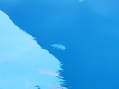 Abudefduf abdominalis