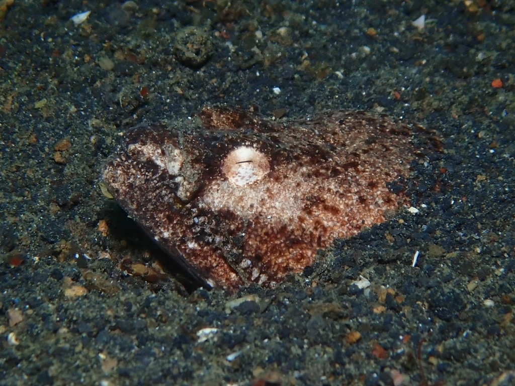 Stargazer Snake Eel