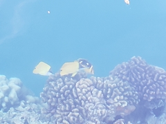 Forcipiger