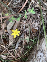 Hypoxis hirsuta