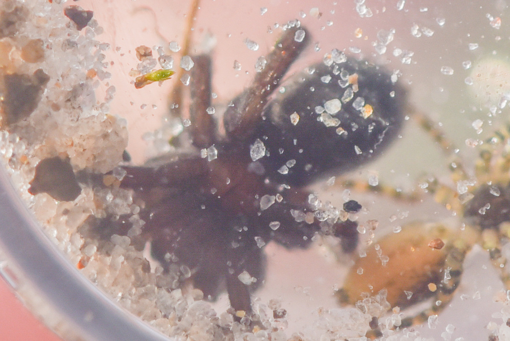 Gnaphosa microps