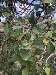 Cordia quercifolia