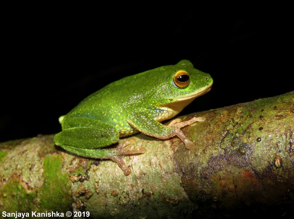 Golden-Eyed Shrub Frog