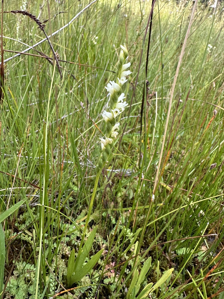 Spiranthes perexilis