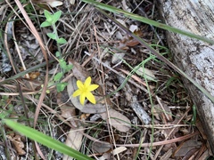 Hypoxis hirsuta