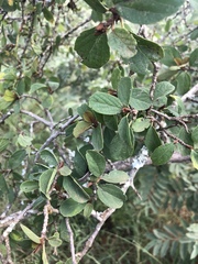 Cordia quercifolia