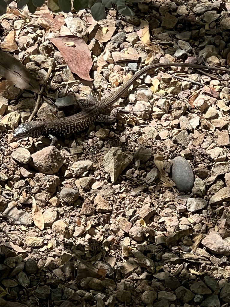 Western Whiptail from Desert Botanical Garden, Phoenix, AZ, US on ...