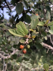Cordia quercifolia