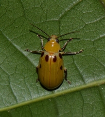 Exora obsoleta