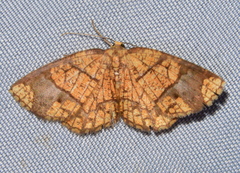 Nematocampa