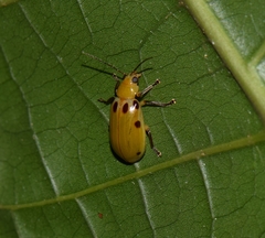 Exora obsoleta