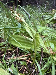 Botrychium neolunaria