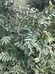 Grewia bicolor bicolor