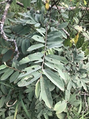 Grewia bicolor bicolor