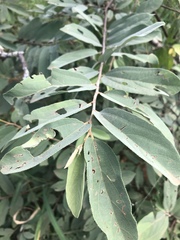 Grewia bicolor bicolor