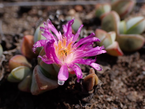 Image of Braunsia maximiliani by (c) Ren Hoekstra, some rights reserved (CC BY)
