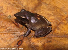 Pseudophilautus cuspis