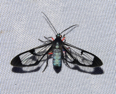 Mesothen caeruleicorpus