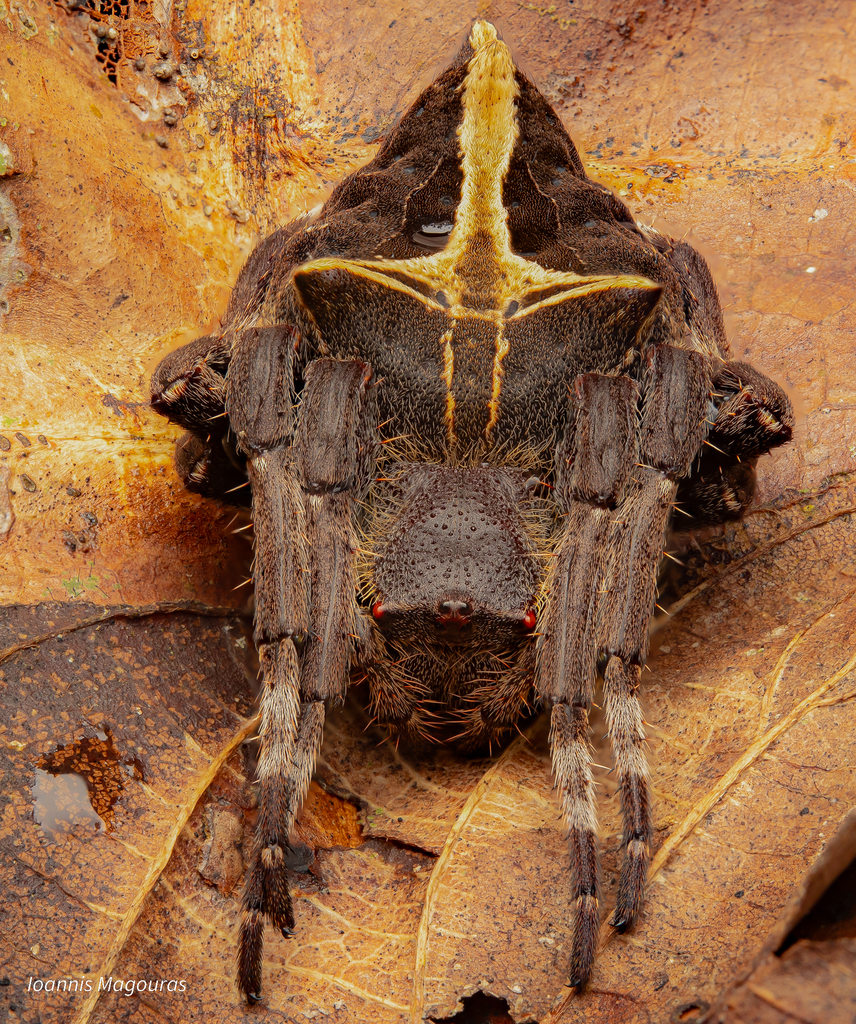 Abandoned-web Orb-weaver