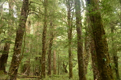 Saxegothaea conspicua