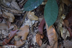 Rhinella proboscidea