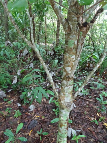 Atractocarpus fitzalanii