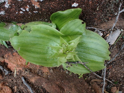 Image of Massonia bifolia by (c) Ren Hoekstra, some rights reserved (CC BY)