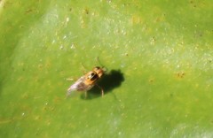Thaumatomyia notata