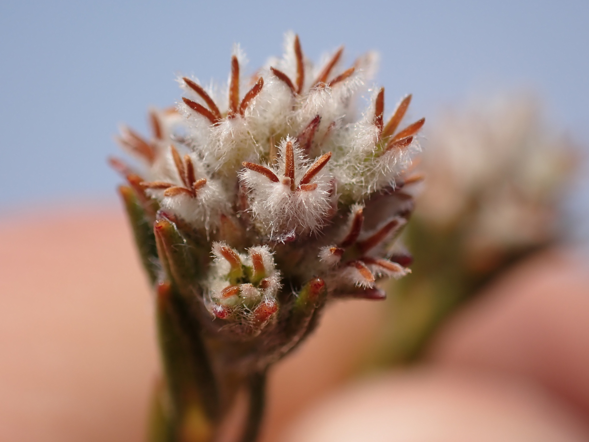 Phylica agathosmoides