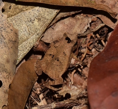 Rhinella proboscidea