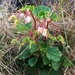 Begonia cucullata - Photo (c) John, μερικά δικαιώματα διατηρούνται (CC BY-NC)