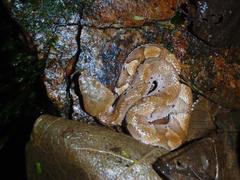 Bothrocophias microphthalmus